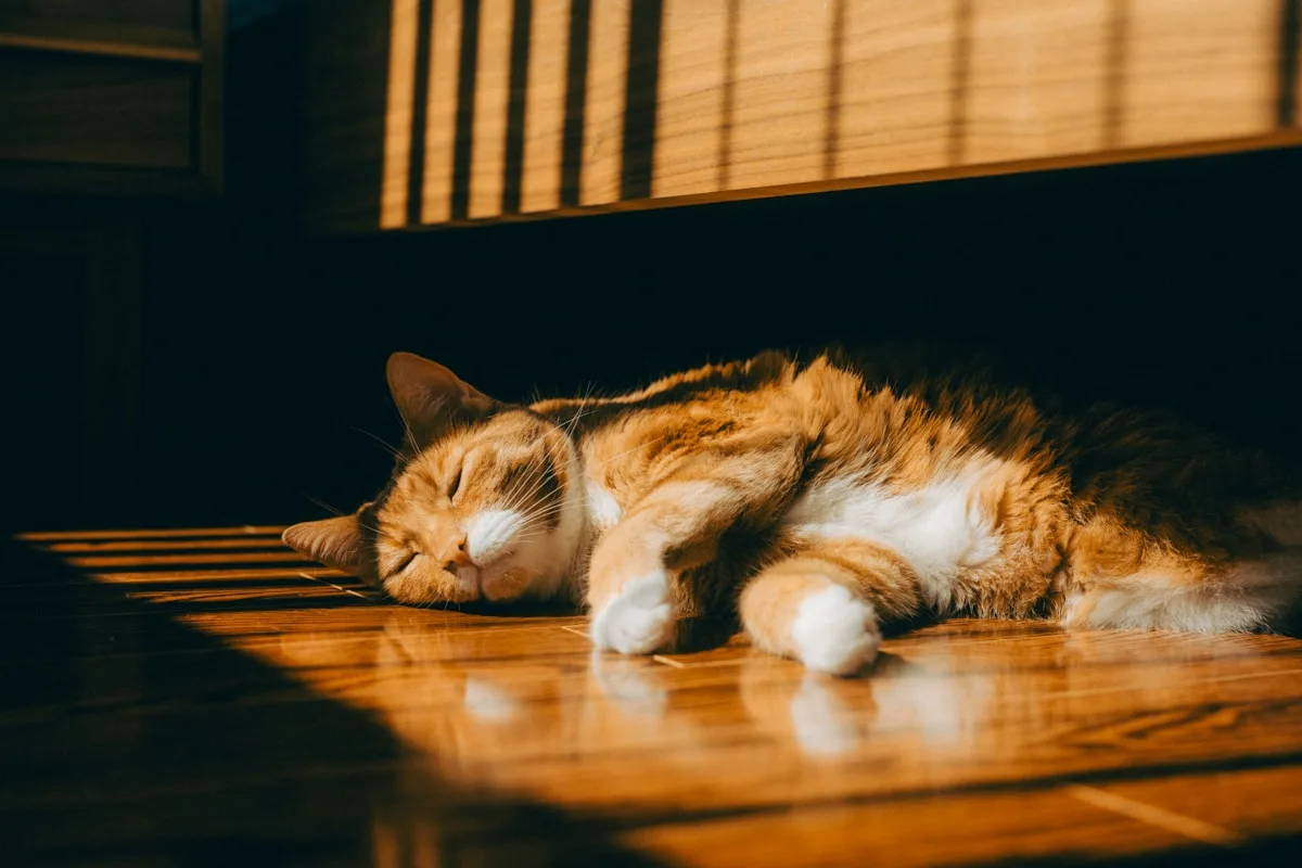 Katt som sover i en solfläck på ett trägolv